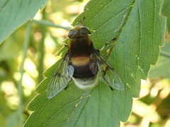 Eristalis intricaria
