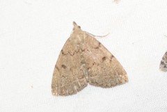 Zanclognatha dentata