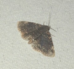 Diomea cremata