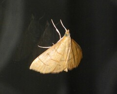 Pyraustinae