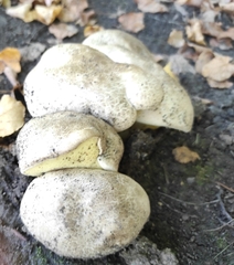 Caloboletus radicans