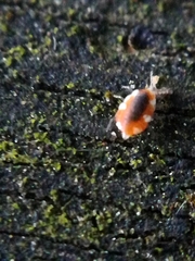 Coniopterygidae