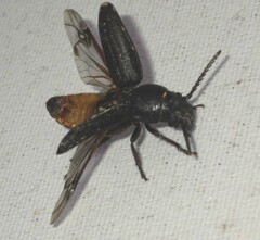 Spondylis buprestoides