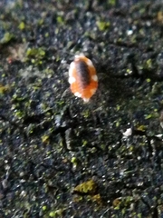 Coniopterygidae