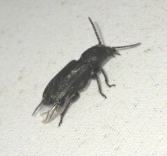 Spondylis buprestoides