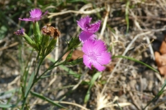 Dianthus seguieri
