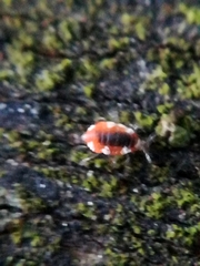 Coniopterygidae