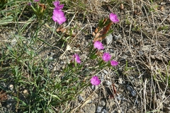 Dianthus seguieri