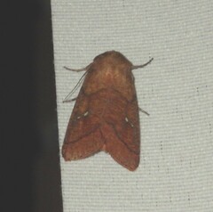 Mythimna