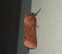 Mythimna