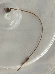 Ostracoda