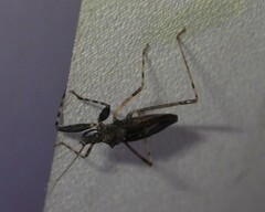 Oncocephalus breviscutum