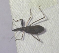 Oncocephalus breviscutum