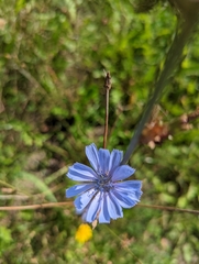 Cichorium intybus