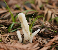 Clavulina rugosa
