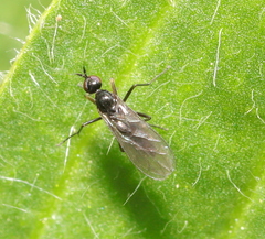 Empidoidea