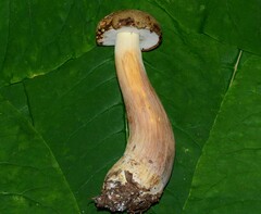 Boletus atkinsonianus