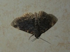 Diomea cremata