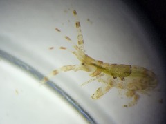 Amphipoda