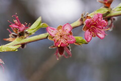 Prunus persica