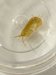 Amphipoda