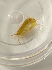 Amphipoda
