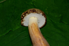 Boletus atkinsonianus