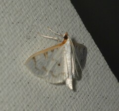 Palpita inusitata