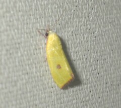 Earias pudicana