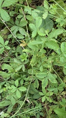Potentilla reptans