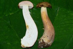 Boletus atkinsonianus