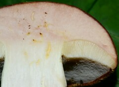 Boletus atkinsonianus