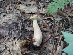 Boletus atkinsonianus