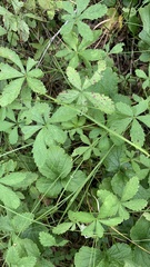 Potentilla reptans