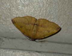 Heterolocha