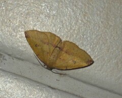 Heterolocha