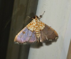 Agrotera nemoralis
