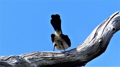 Rhipidura leucophrys