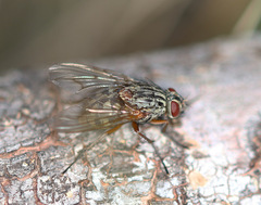 Phaonia valida