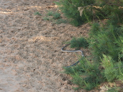 Dolichophis caspius