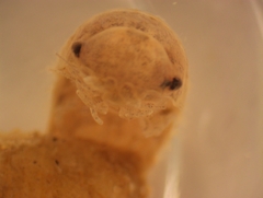 Isopoda