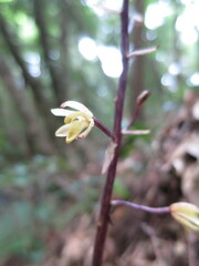 Aphyllorchis montana