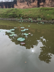 Nelumbo nucifera