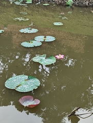 Nelumbo nucifera