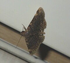 Diomea cremata