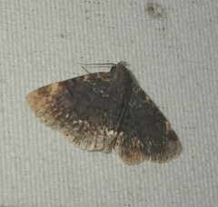Diomea cremata