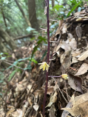 Aphyllorchis montana