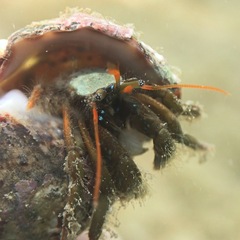 Clibanarius erythropus