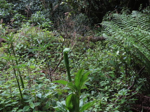 Arisaema tortuosum, photograph 3