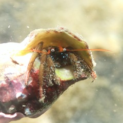 Clibanarius erythropus